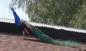peacockonbarn